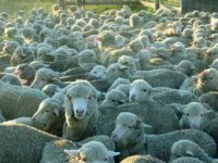 /album/galeria-de-fotos/imagescamqmx0j-jpg/